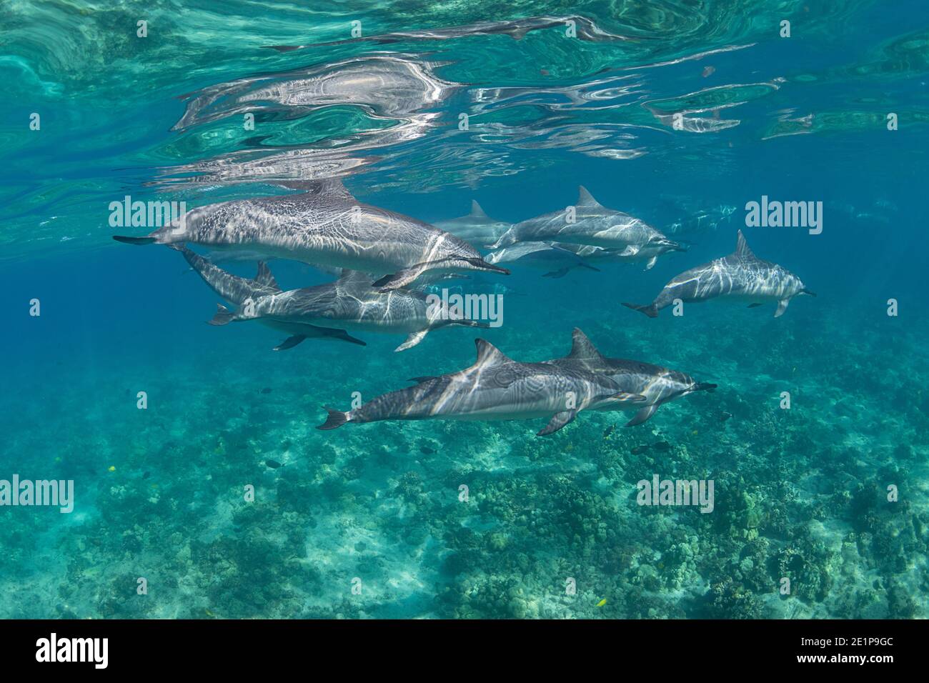 Hawaiian spinner dolphins or Gray's spinner dolphin, Stenella longirostris longirostris, swim over a shallow coral reef, South Kohala Coast, Hawaii Stock Photo