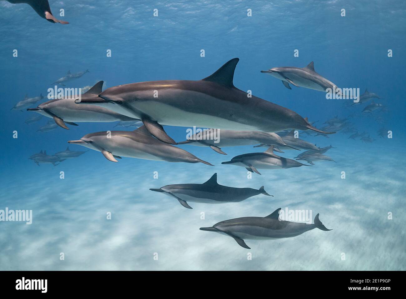 Hawaiian spinner dolphins or Gray's spinner dolphin, Stenella longirostris longirostris, North  Kona, Hawaii ( the Big Island ), USA, Central Pacific Stock Photo