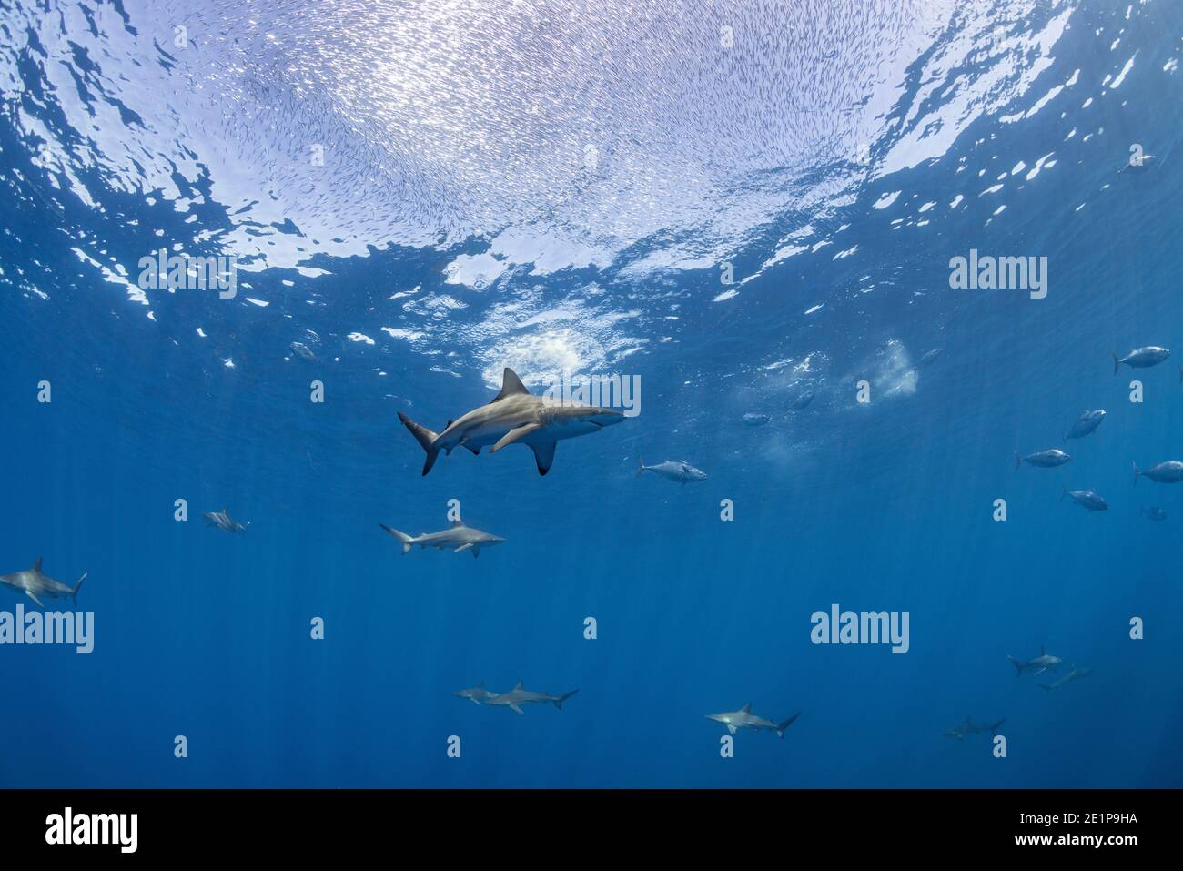 oceanic blacktip sharks, Carcharhinus limbatus, and kawakawa, aka mackerel tuna or bonito, Euthynnus affinis, follow a school of bait fish, Hawaii Stock Photo