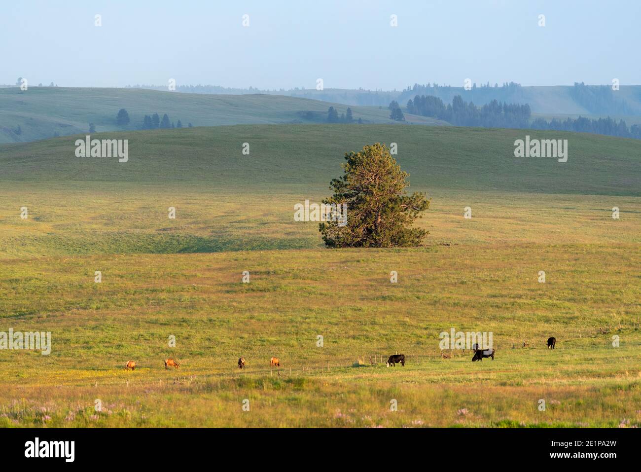 Cows and elk grazing on Oregon's Zumwalt Prairie. Stock Photo