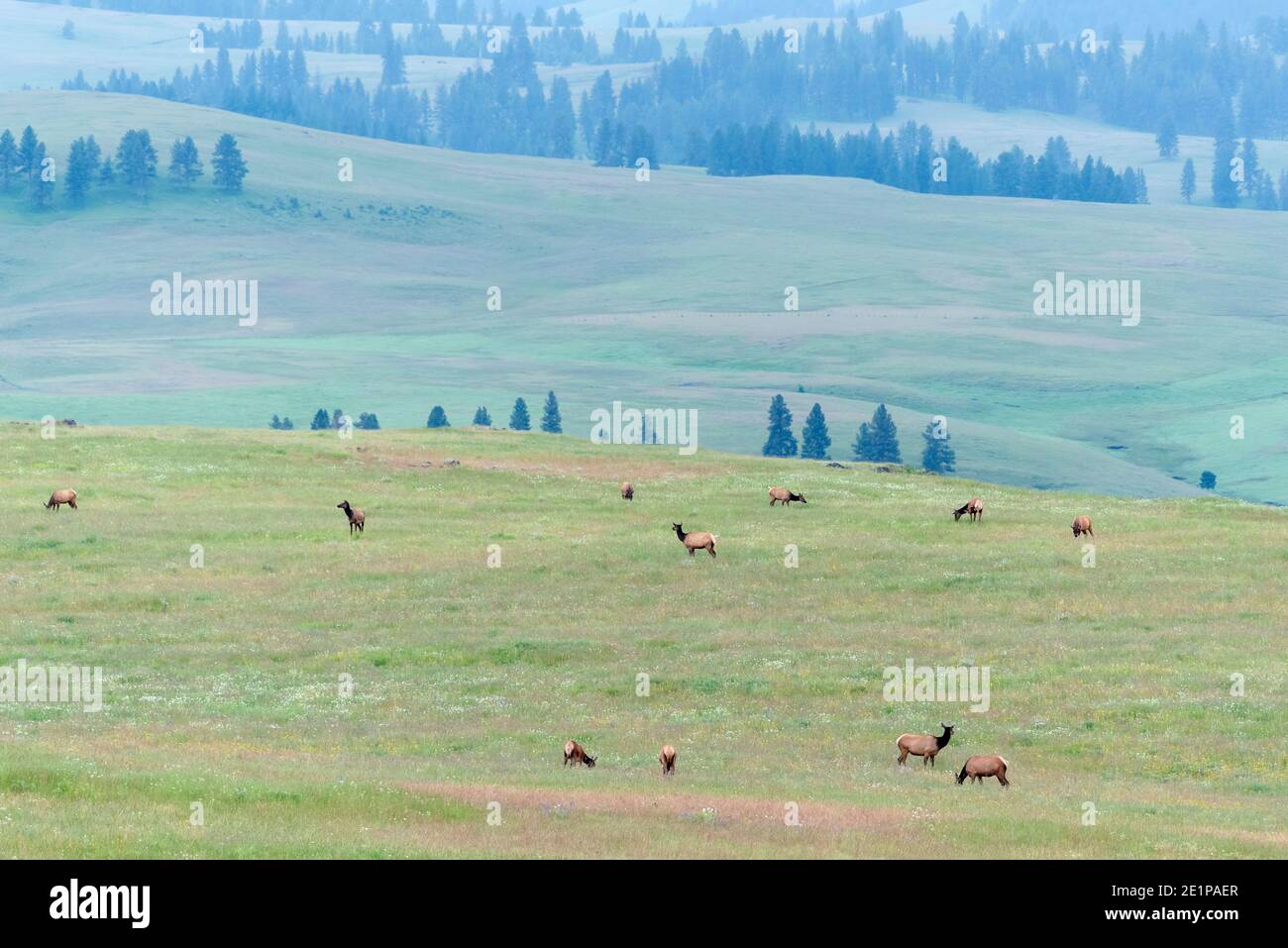 Elk herd on Oregon's Zumwalt Prairie. Stock Photo