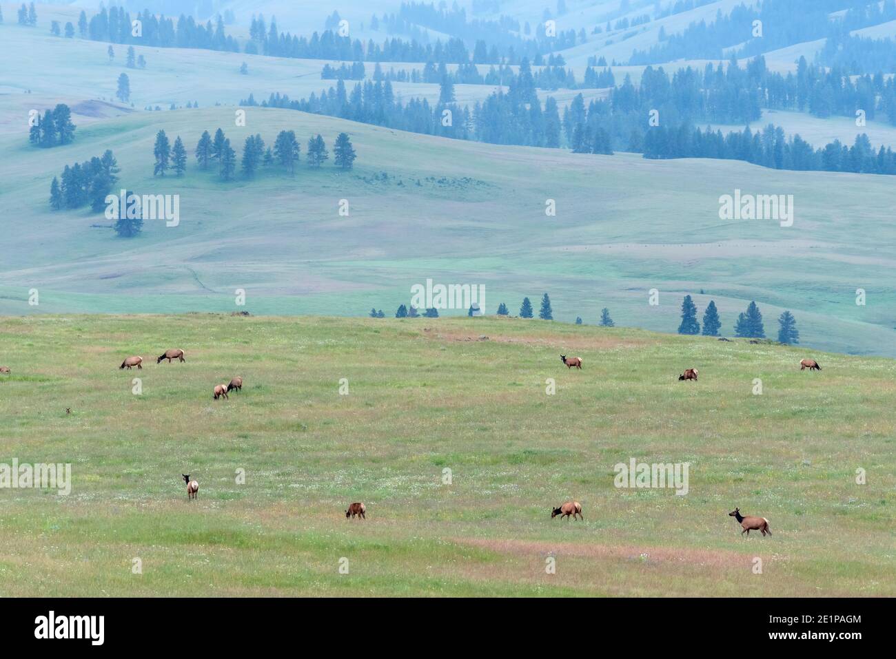 Elk herd on Oregon's Zumwalt Prairie. Stock Photo