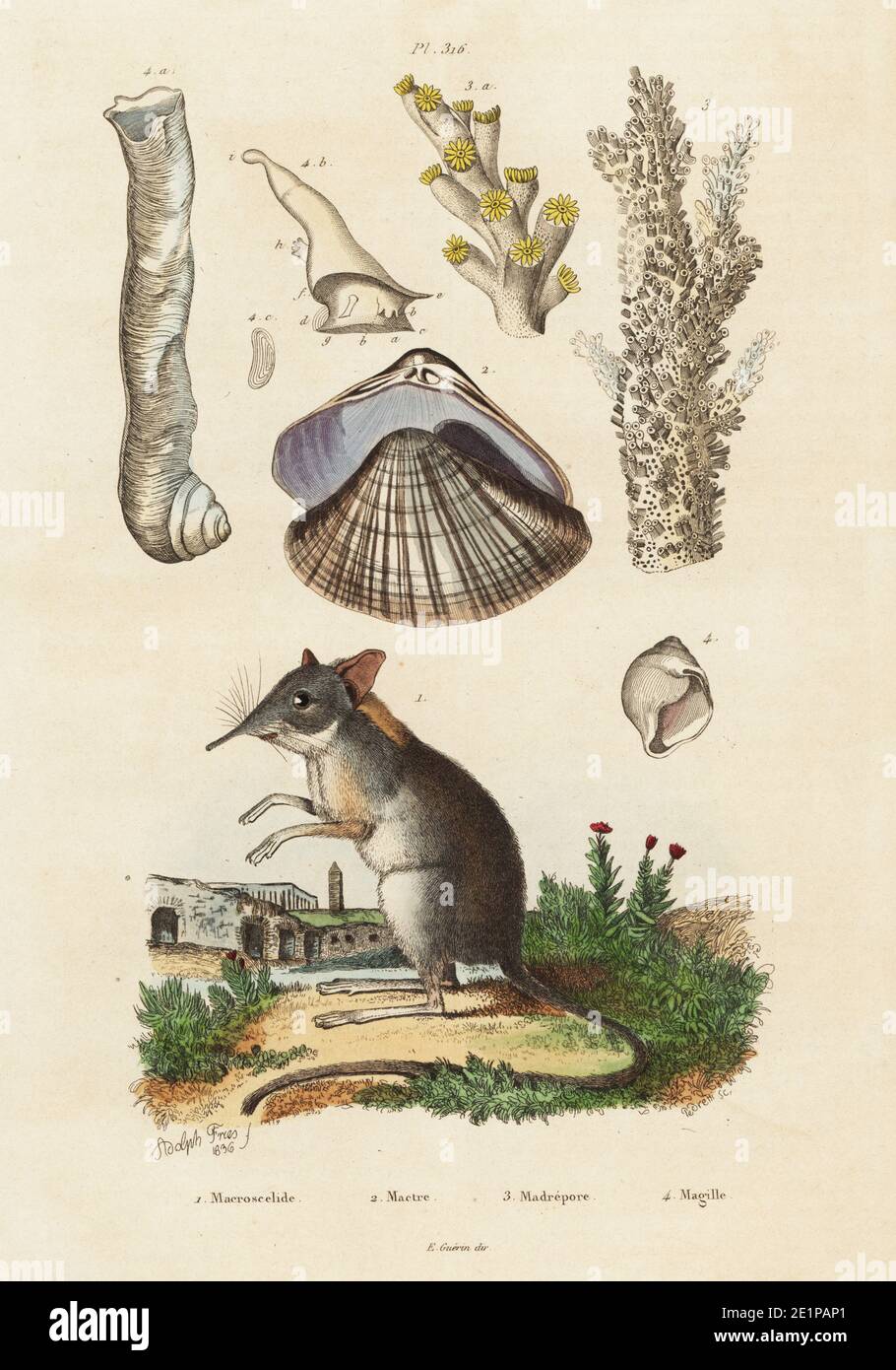 Round-eared elephant shrew, Macroscelides proboscideus (Macroscelides typus) 1, Atlantic surf clam, Spisula solidissima (Mactra gigantea) 2, staghorn coral, Acropora muricata (Madrepora muricata) 3, Magilus coral snail, Magilus antiquus 4. Handcoloured steel engraving by Pedretti after an illustration by Adolph Fries from Felix-Edouard Guerin-Meneville's Dictionnaire Pittoresque d'Histoire Naturelle (Picturesque Dictionary of Natural History), Paris, 1834-39. Stock Photo
