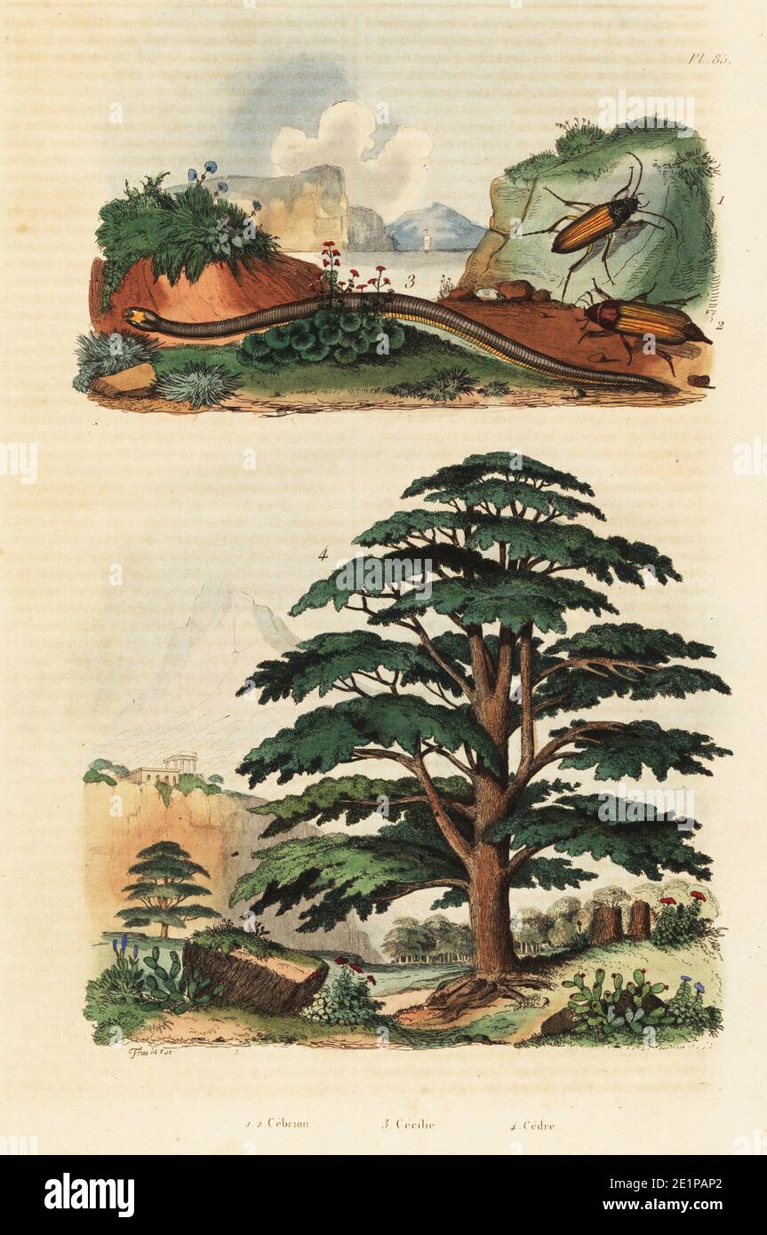 Cedar of Lebanon, Cedrus libani 3, two-lined caecilian, Rhinatrema bivittatum (Caecilia bivitatta) 2 and click beetles, Cebrio gigas 1. Cebrion, Cecilie, Cedre. Handcoloured steel engraving after an illustration by Adolph Fries from Felix-Edouard Guerin-Meneville's Dictionnaire Pittoresque d'Histoire Naturelle (Picturesque Dictionary of Natural History), Paris, 1834-39. Stock Photo