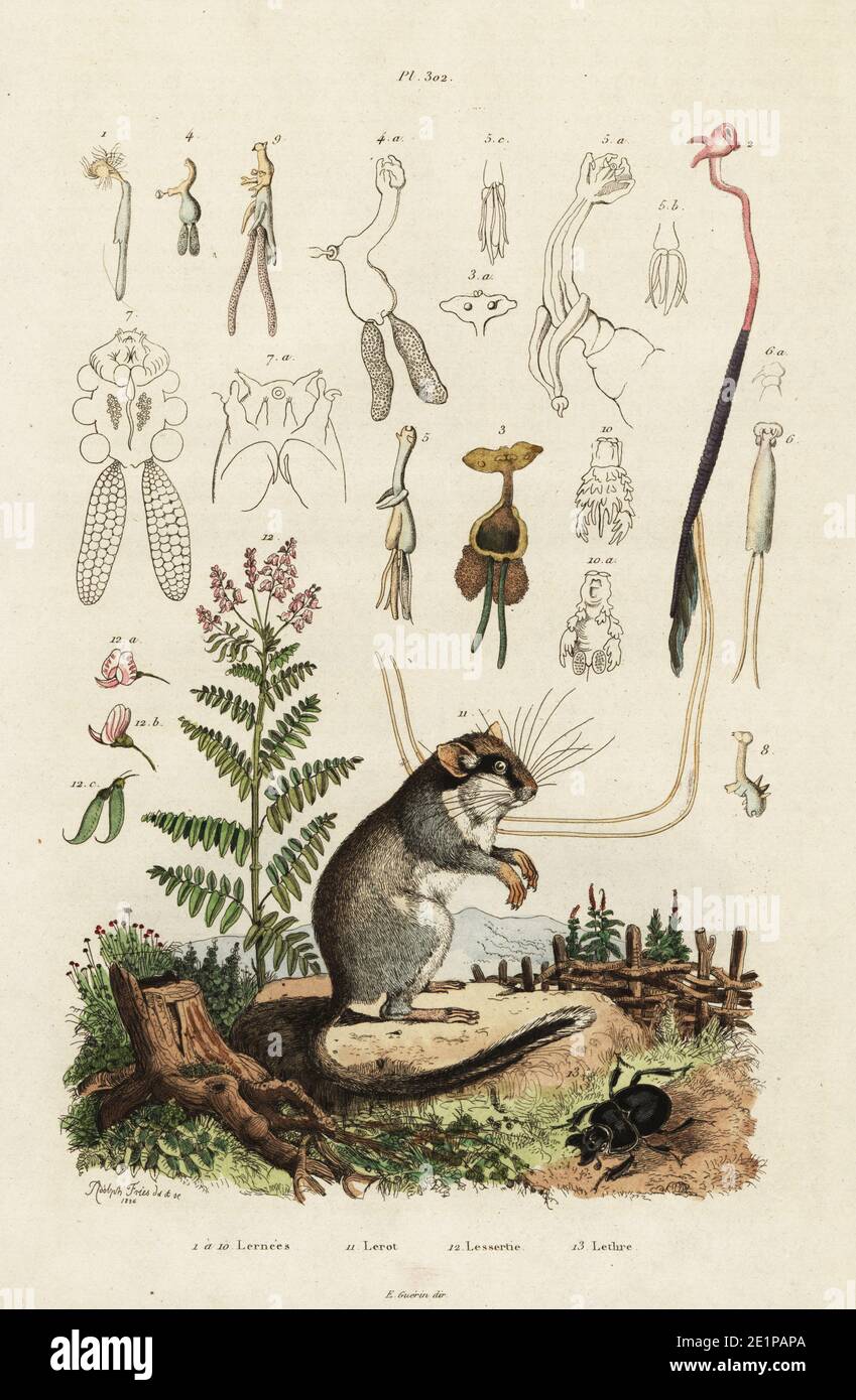 Edible dormouse or fat dormouse, Glis glis 11, Copepods, Lernaea multicornis, 1-10, Lessertia falciformis 12, and beetle,  Lethrus cephalotes 13. Lernees, Lerot, Lessertie, Lethre. Handcoloured steel engraving after an illustration by Adolph Fries from Felix-Edouard Guerin-Meneville's Dictionnaire Pittoresque d'Histoire Naturelle (Picturesque Dictionary of Natural History), Paris, 1834-39. Stock Photo