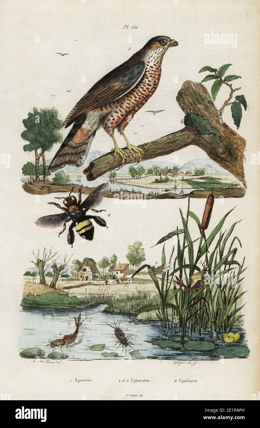 Eurasian sparrowhawk, Accipiter nisus (Falco nisus) 1, mayfly, Ephemera vulgata 2-5, bee, Centris (Paracentris) nigrocaerulea (Epicharis clypeata) 6. Epervier, Ephemere, Epicharis. Handcoloured steel engraving by Pfitzer after an illustration by Acarie Baron from Felix-Edouard Guerin-Meneville's Dictionnaire Pittoresque d'Histoire Naturelle (Picturesque Dictionary of Natural History), Paris, 1834-39. Stock Photo