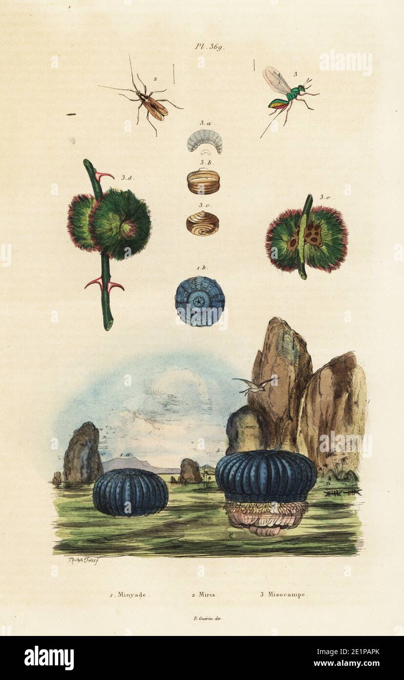 Cnidarian or sea anemone, Actinecta cyanea (Minyas cyanea) 1, meadow plant bug, Leptopterna dolabrata (Miris dolabratus) 2, chalcid wasp, Torymus bedeguaris (Misocampe bedeguaris) 3. Minyade, Miris, Misocampe. Handcoloured steel engraving by du Casse after an illustration by Adolph Fries from Felix-Edouard Guerin-Meneville's Dictionnaire Pittoresque d'Histoire Naturelle (Picturesque Dictionary of Natural History), Paris, 1834-39. Stock Photo