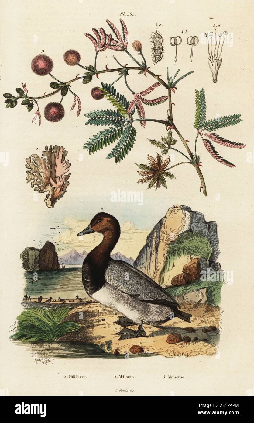 Sea ginger, Millepora alcicornis 1, common pochard, Aythya ferina (Anas ferina) 2, sensitive plant, Mimosa pudica 3. Millepore, Milouin, Mimeuse. Handcoloured steel engraving by du Casse after an illustration by Adolph Fries from Felix-Edouard Guerin-Meneville's Dictionnaire Pittoresque d'Histoire Naturelle (Picturesque Dictionary of Natural History), Paris, 1834-39. Stock Photo