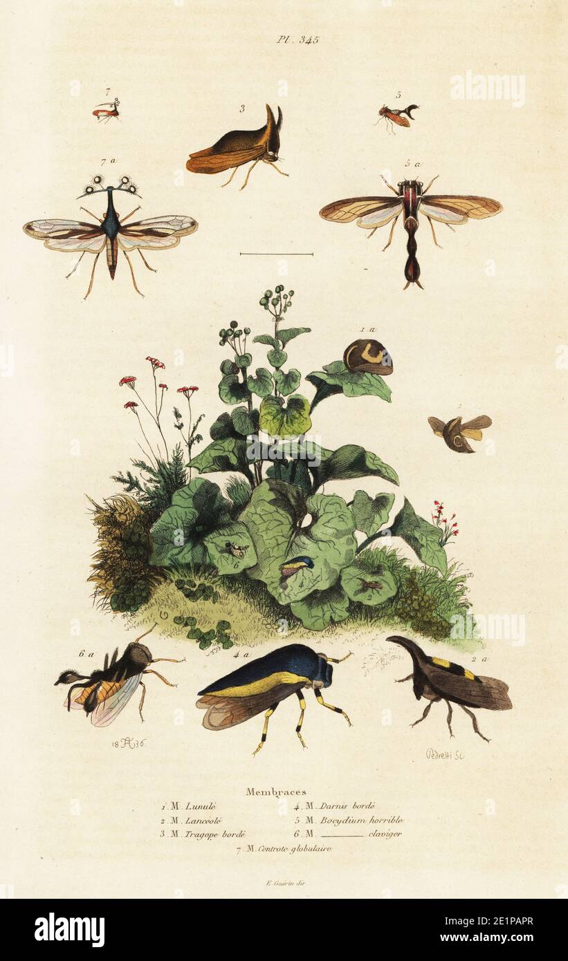 Treehoppers, Membracis lunulata 1, Membracis lanceolata 2, Tragopes marginata 3, Darnis latcralis 4, Bocydium horridum 5, Bocydium claviger 6, and Centrotus globularis 7. Handcoloured steel engraving by Pedretti after an illustration by Adolph Fries from Felix-Edouard Guerin-Meneville's Dictionnaire Pittoresque d'Histoire Naturelle (Picturesque Dictionary of Natural History), Paris, 1834-39. Stock Photo