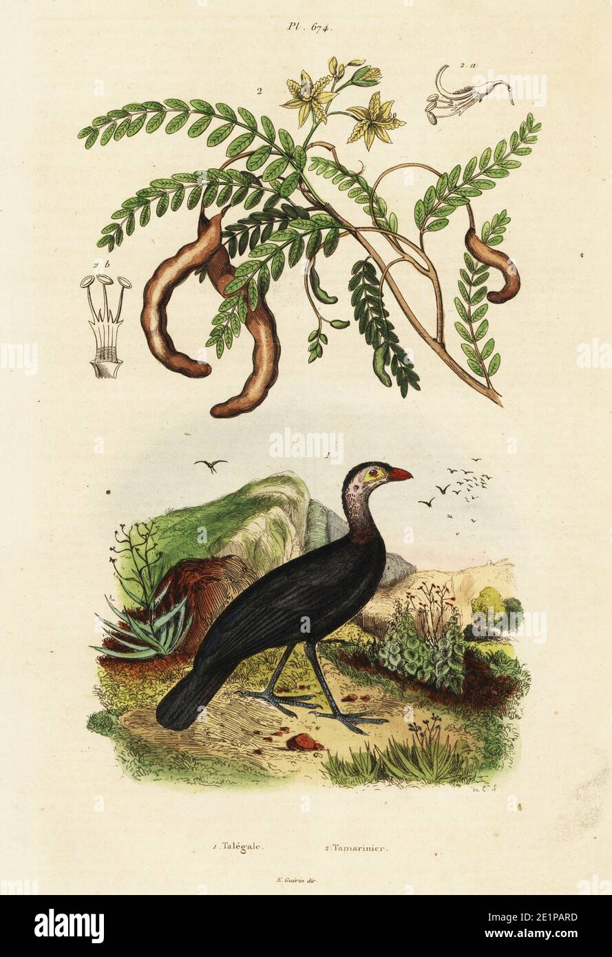 Red-billed brushturkey, Talegalla cuvieri 1, and tamarind, Tamarindus indica 2. Talegale, Tamarinier. Handcoloured steel engraving by du Casse from Felix-Edouard Guerin-Meneville's Dictionnaire Pittoresque d'Histoire Naturelle (Picturesque Dictionary of Natural History), Paris, 1834-39. Stock Photo