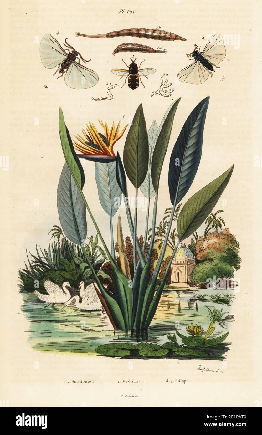 Clubbed general soldierfly, Stratiomys chamaeleon 1, crane flower or bird of paradise, Strelitzia reginae 2, and insects, Halictophagus curtisii 3, Elenchus walkeri 4. Stratiome, Strelitizie, Stylops. Handcoloured steel engraving by August Dumenil from Felix-Edouard Guerin-Meneville's Dictionnaire Pittoresque d'Histoire Naturelle (Picturesque Dictionary of Natural History), Paris, 1834-39. Stock Photo