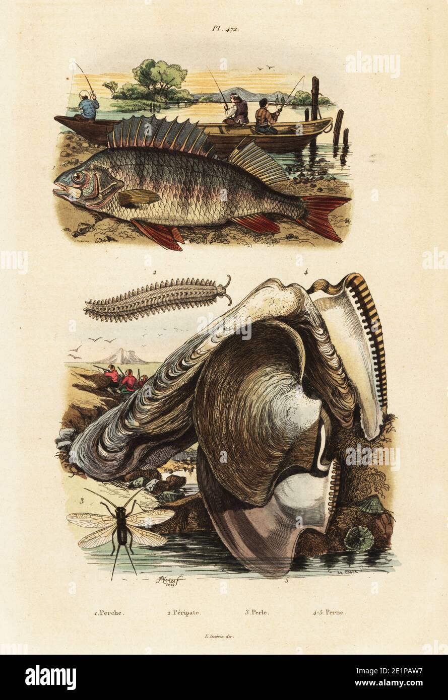 European perch, Perca fluviatilis 1, and fishermen fishing with rods, velvet worm, Peripatus iuliformis 2, lacewing, Perla marginata 3, and pearl oyster, Isognomon isognomum 4. Perche, Peripate, Perle, Perne. Handcoloured steel engraving by du Casse after an illustration by Adolph Fries from Felix-Edouard Guerin-Meneville's Dictionnaire Pittoresque d'Histoire Naturelle (Picturesque Dictionary of Natural History), Paris, 1834-39. Stock Photo