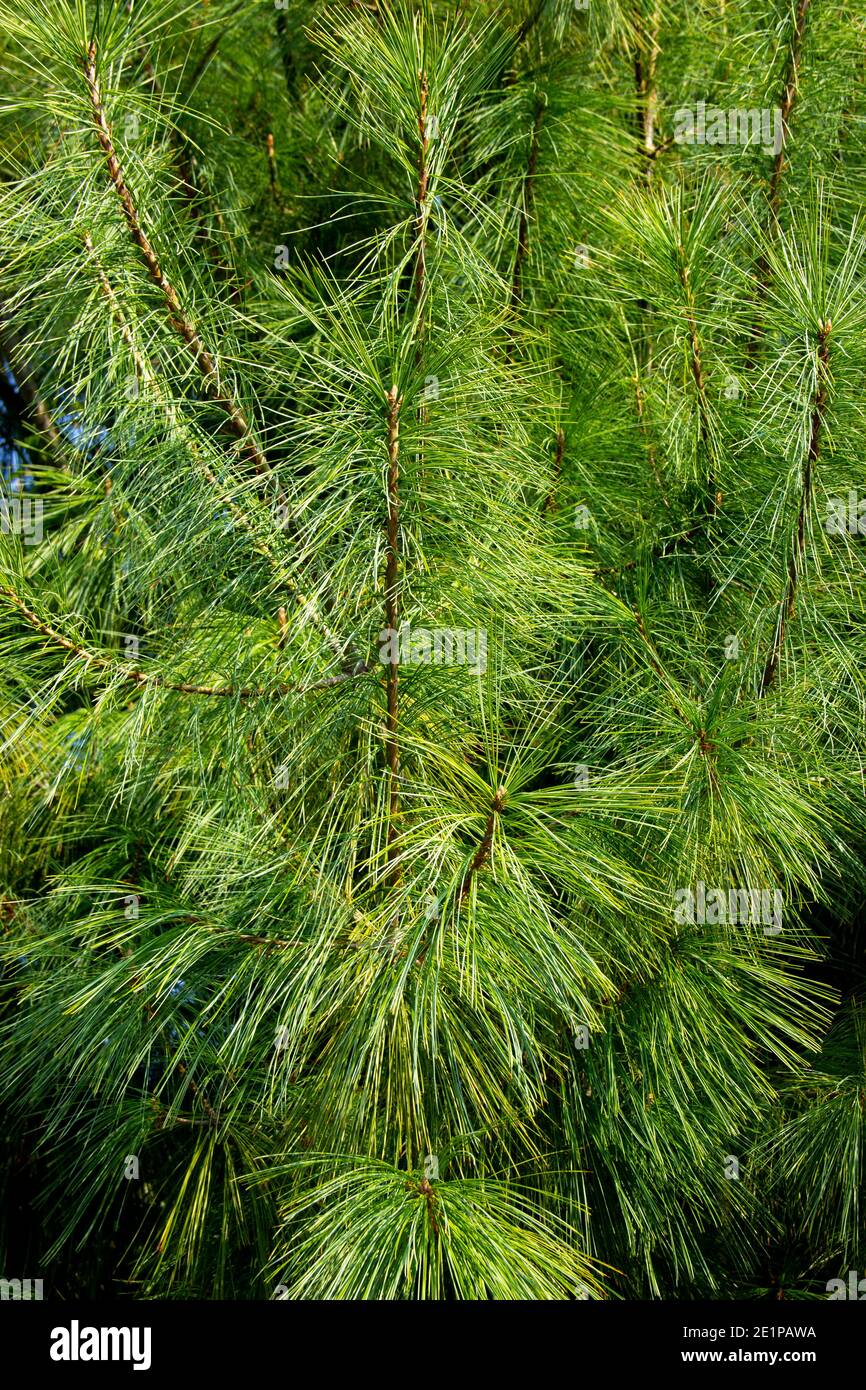 Pinus patula. beautiful branches of Mexican weeping pine. selective focus evergreen tree Stock Photo