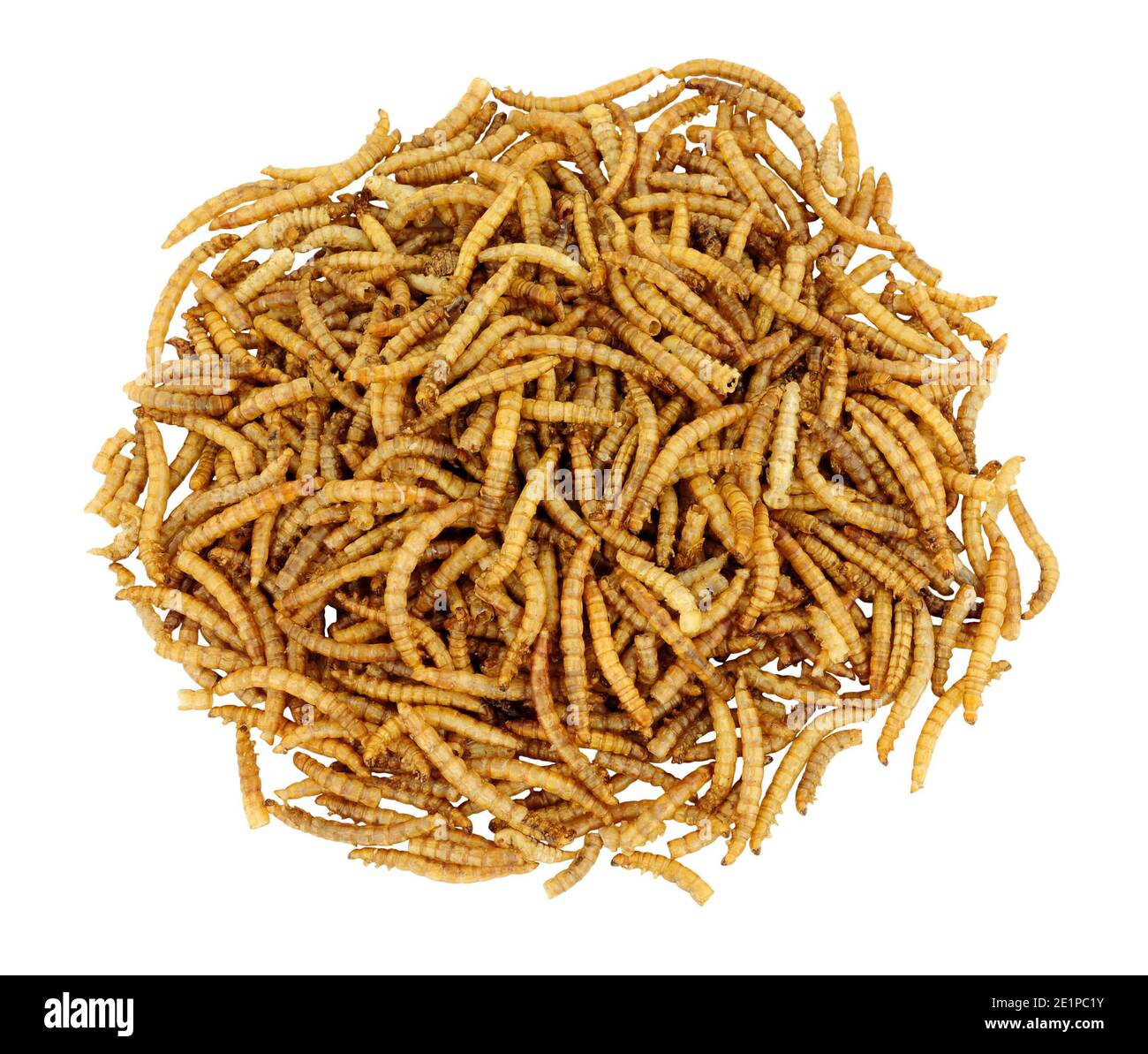Pile of dried mealworm larvae isolated on a white background, used for