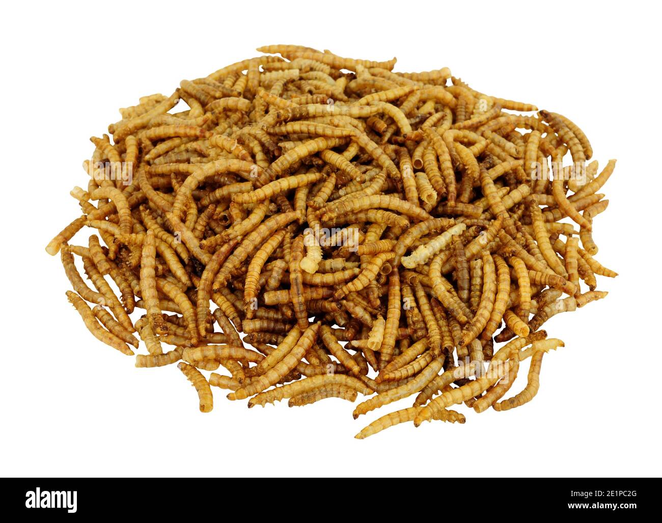 Pile of dried mealworm larvae isolated on a white background, used for