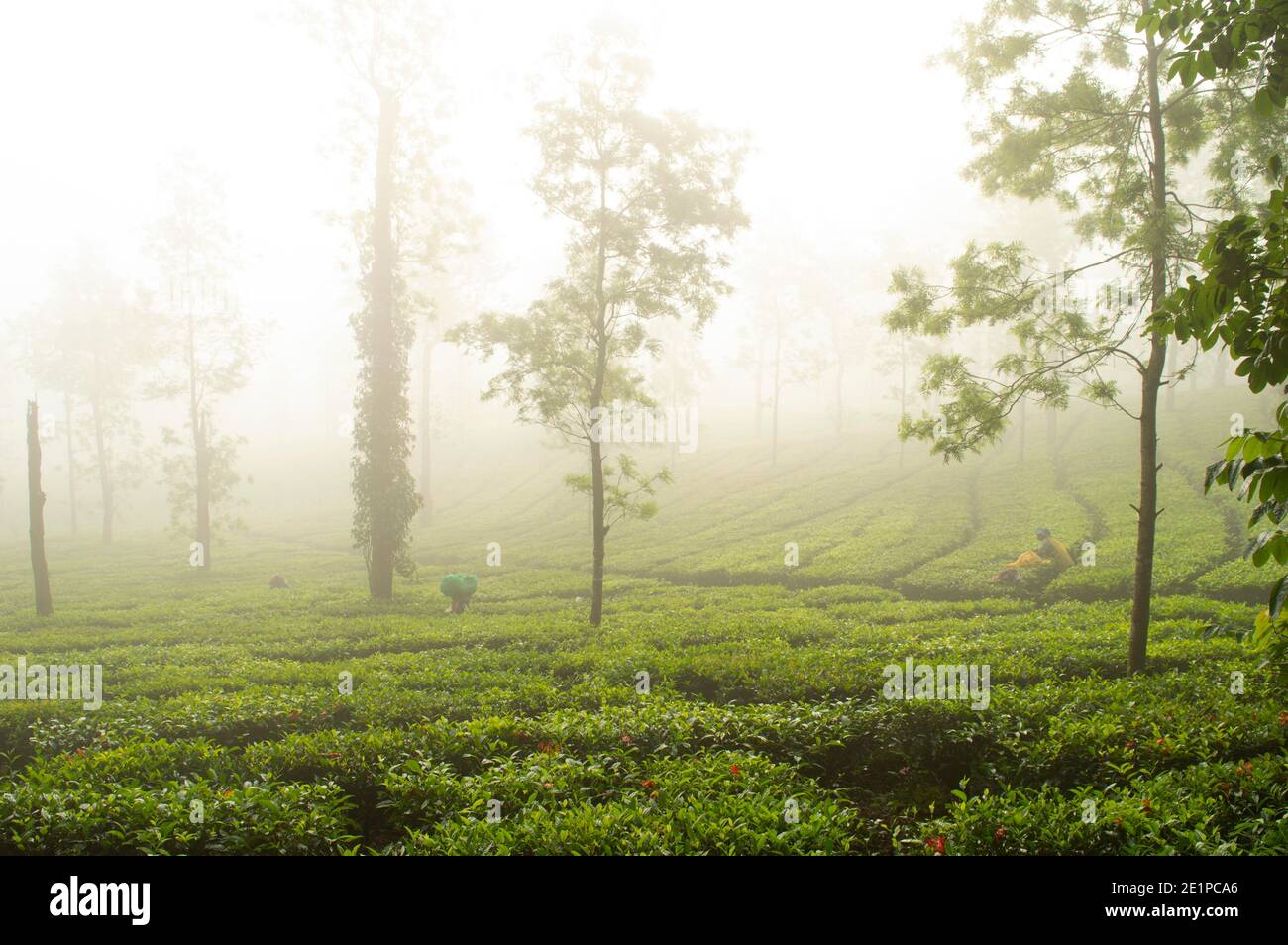 The tea plant doesn't like a very dry climate or very strong sunshine. That's why you often find tea growing in misty landscapes. Stock Photo