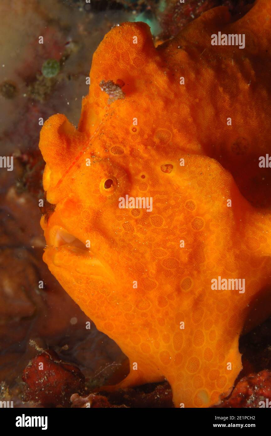 Ocellated Frogfish, Antennarius sp. Stock Photo