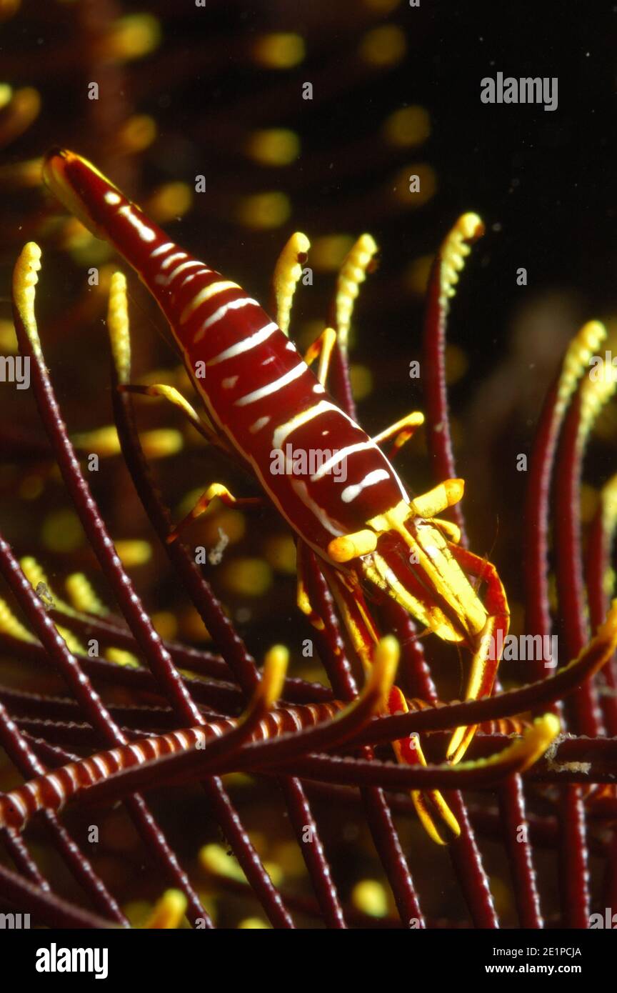 Crinoid Shrimp, Hippolyte catagrapha Stock Photo