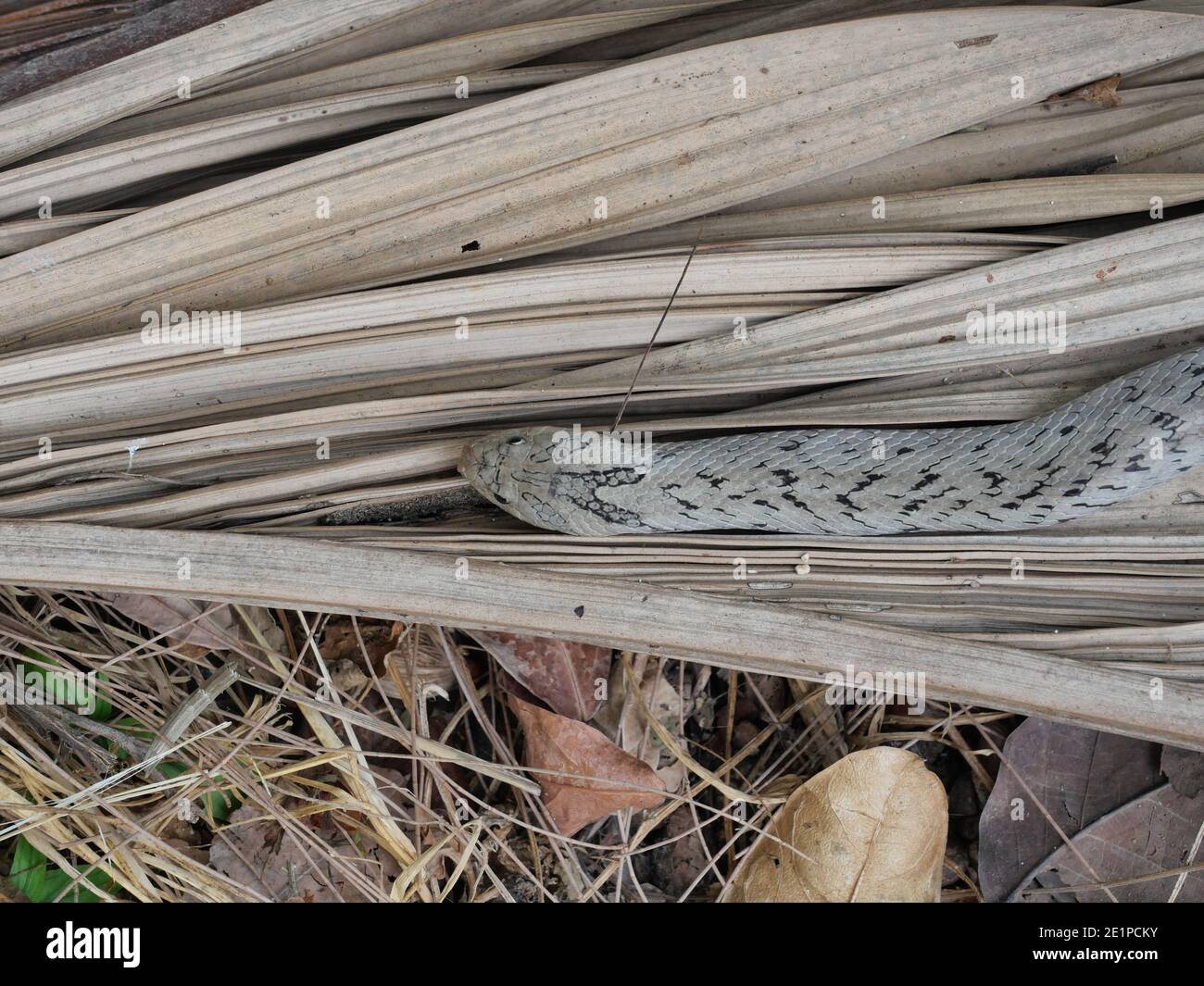 The Banded kukri snake ( Oligodon fasciolatus ) in forest, Black