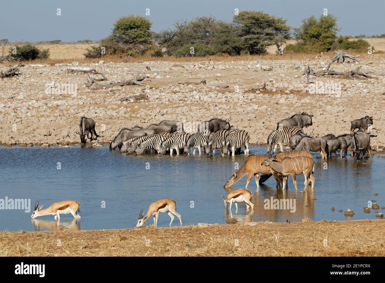 Plains zebras, blue wildebeest, springbok and kudu antelopes at a waterhole, Etosha National Park, Namibia Stock Photo