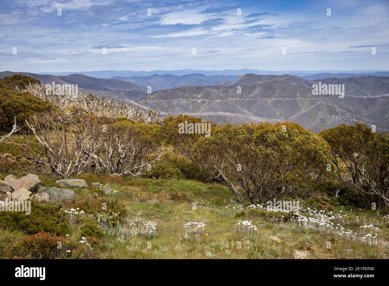View of summer flowers and snow gums near Dinner Plain, Victoria, Australia Stock Photo