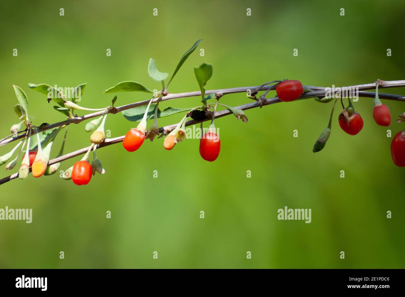 Super Foods, Goji Berry Fruit Stock Photo Alamy
