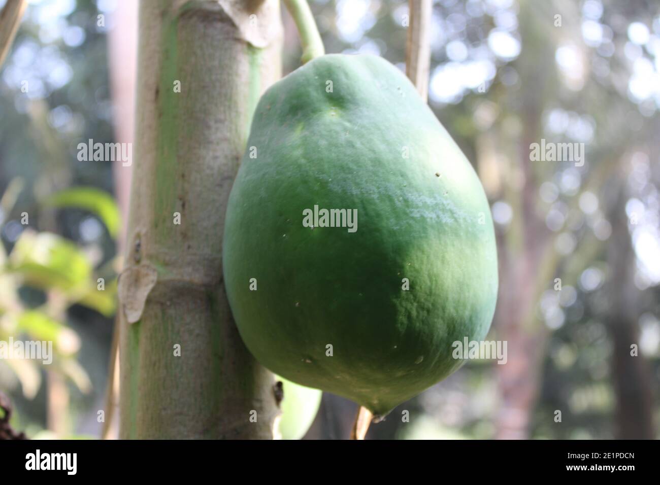 Papaya healthy fruit in the tree photo capture at Dhaka, Bangladesh