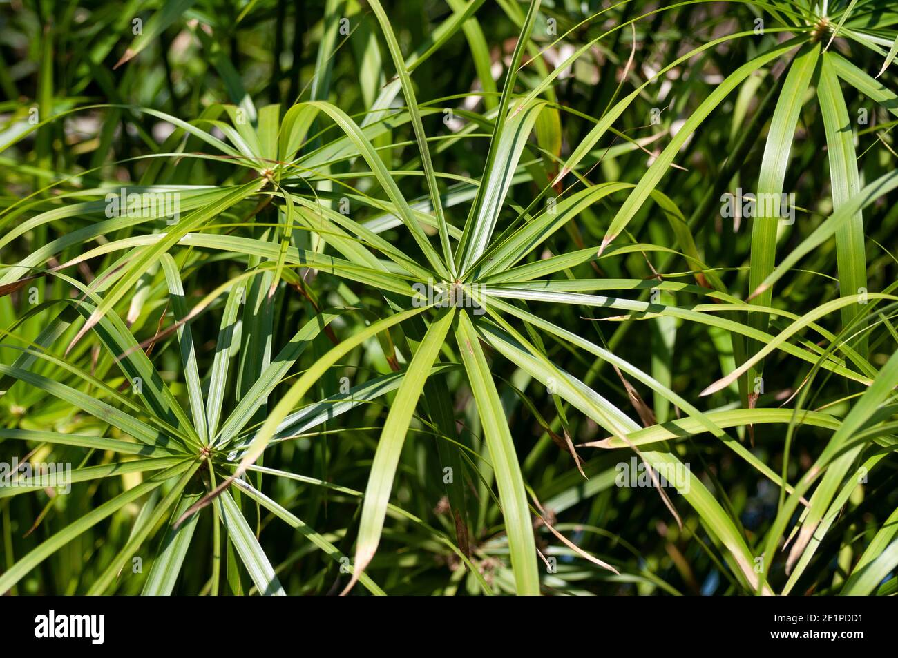 Umbrella plant (Cyperus alternifolius). Called Umbrella palm, Umbrella papyrus and Umbrella sedge Stock Photo