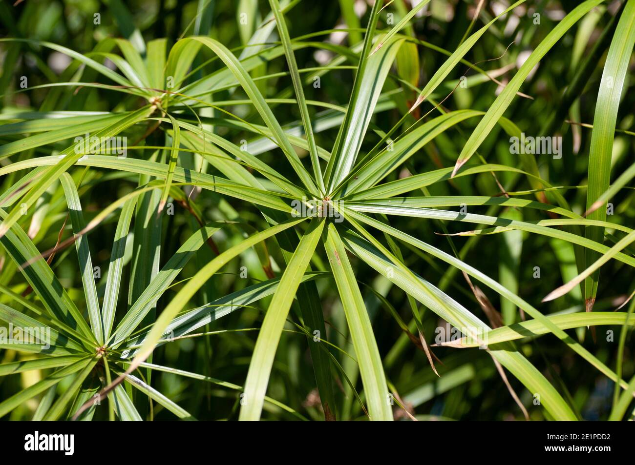 Umbrella plant (Cyperus alternifolius). Called Umbrella palm, Umbrella papyrus and Umbrella sedge Stock Photo