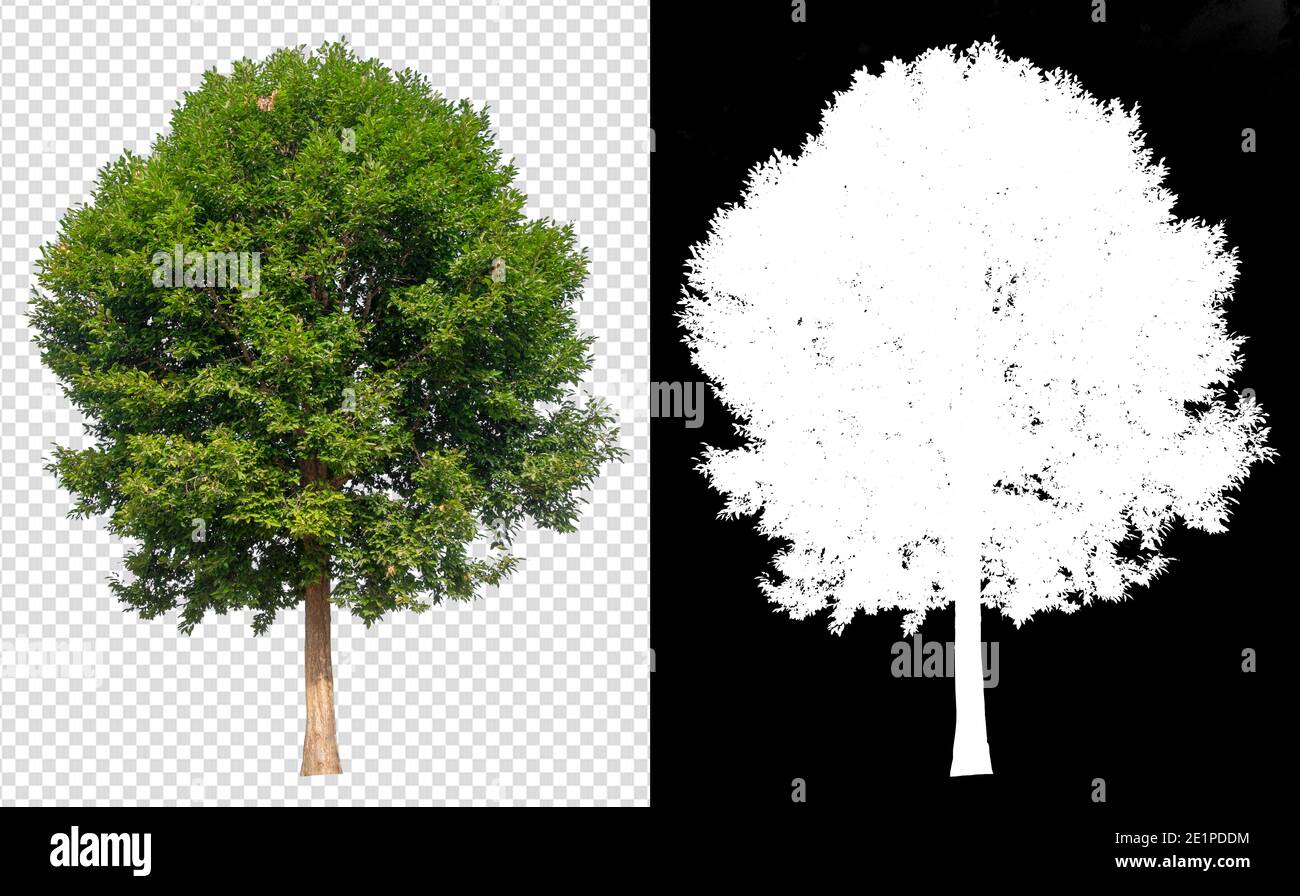 tree on transparent background with clipping and alpha channel for ...