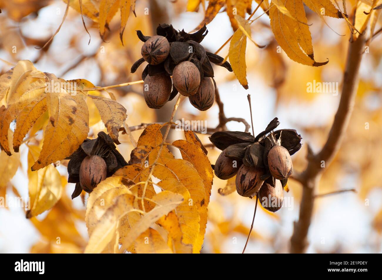 Pecans on a tree in a pecan orchard Stock Photo