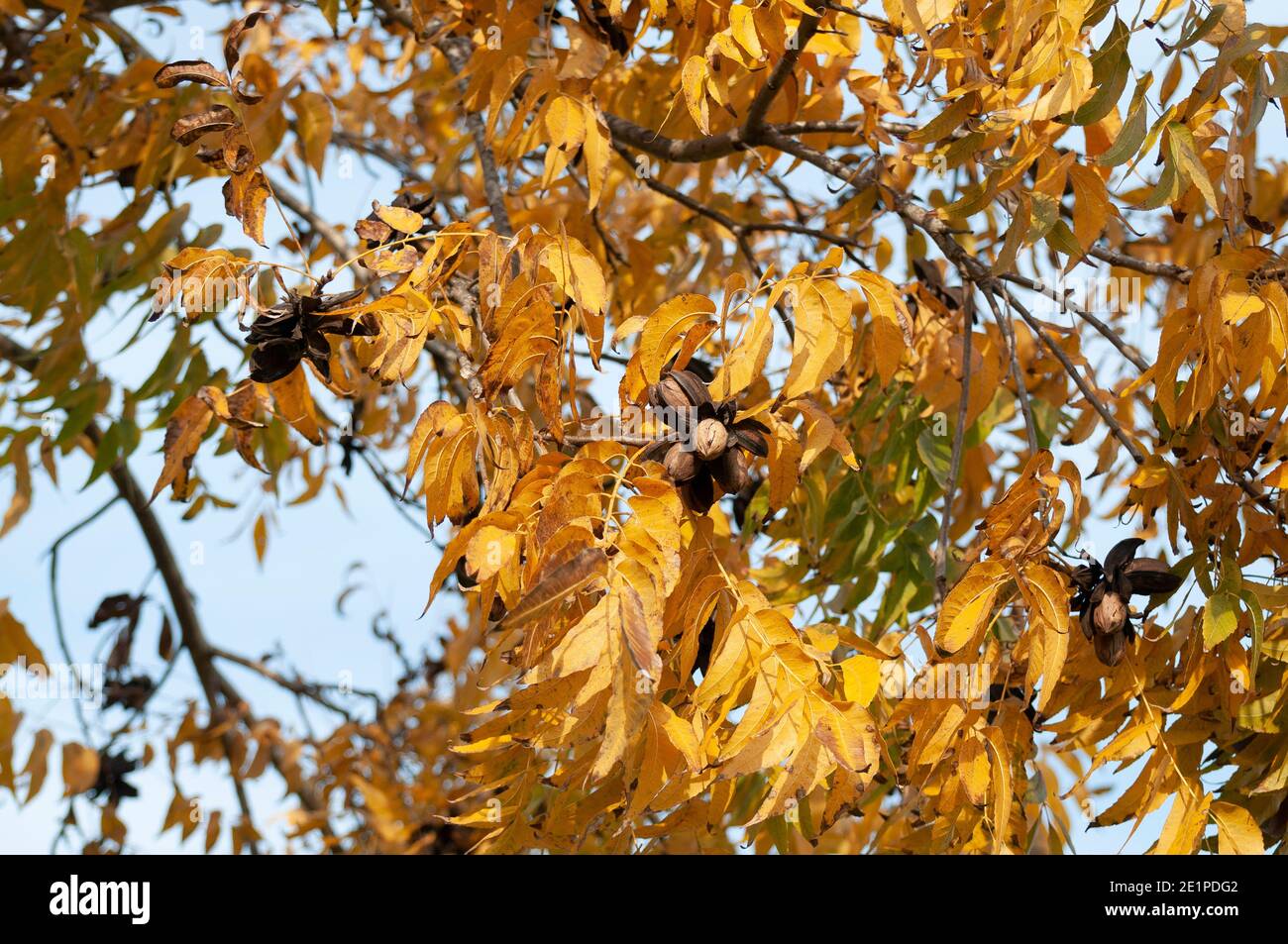 Pecans on a tree in a pecan orchard Stock Photo