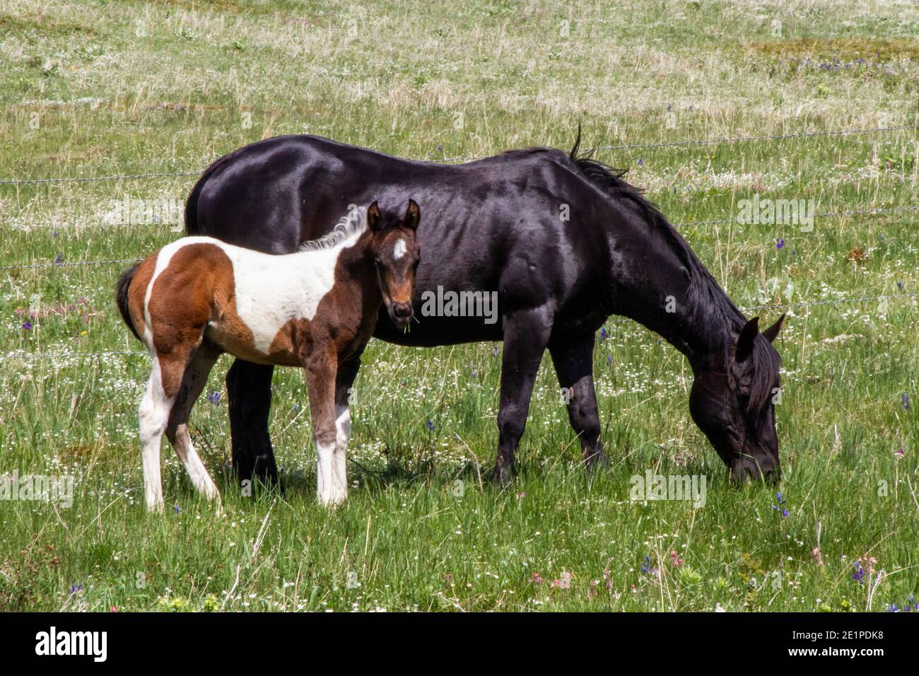 Black mare with pinto colt, grazing in open range ranchland in southern Alberta, Canada.  The colt is looking at the camera. Stock Photo