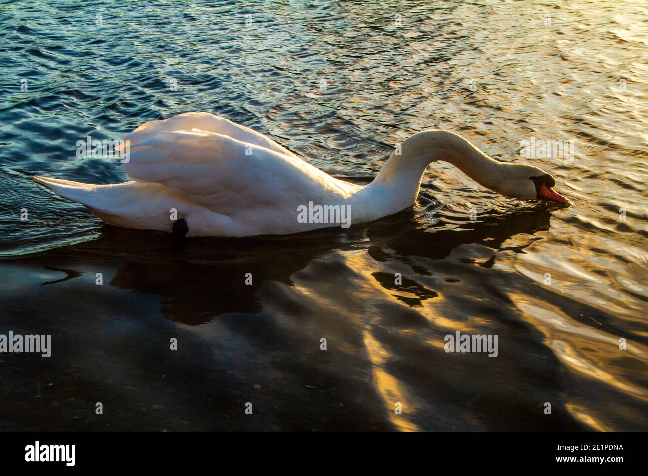Mute swan, an introduced species to North America.  This adult is skimming the salt water for food.  It is a very large and graceful bird. Stock Photo