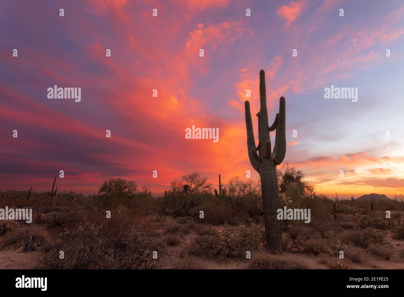 A colorful sunset sky with Saguaro Cactus over a scenic landscape in the Sonoran Desert in Phoenix, Arizona Stock Photo