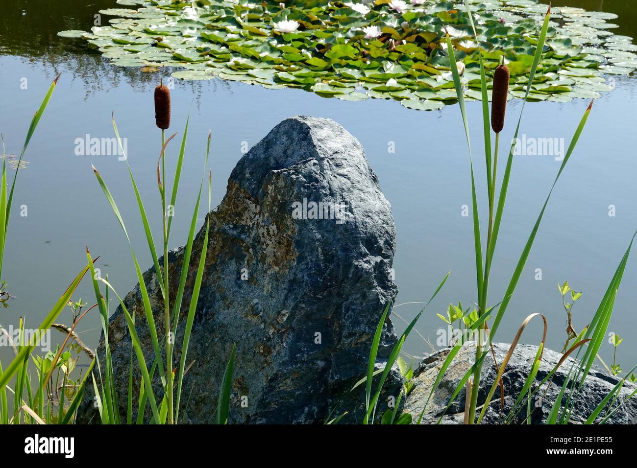 Stone at garden pond, scenery with bullrush Typha Stock Photo