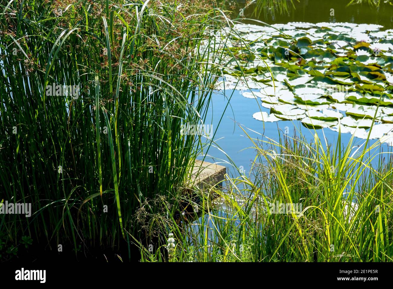 Plants growing in a small garden pond Pretty natural garden pond Stock Photo