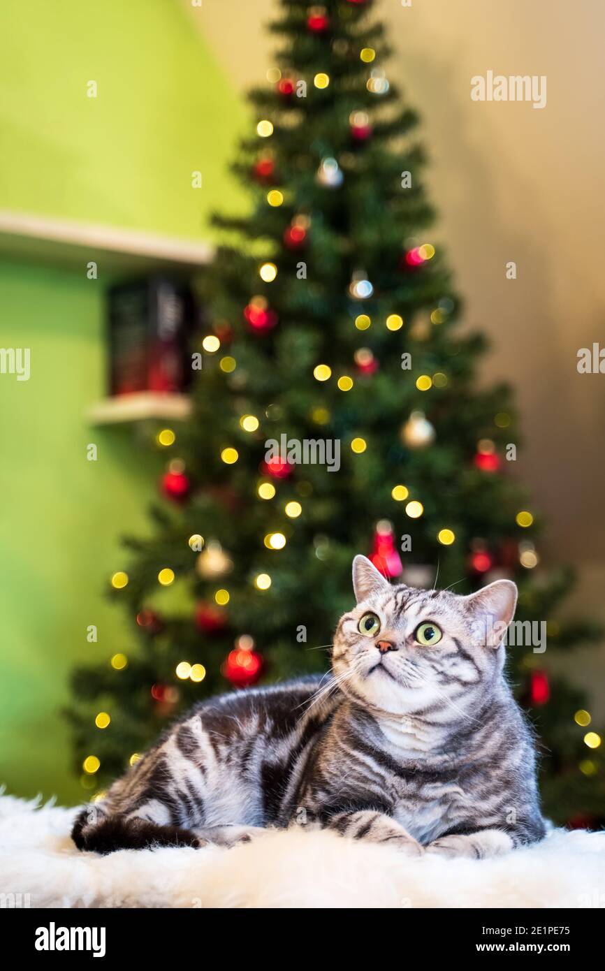 British short hair cat silver tabby sitting in front of christmas treee Stock Photo