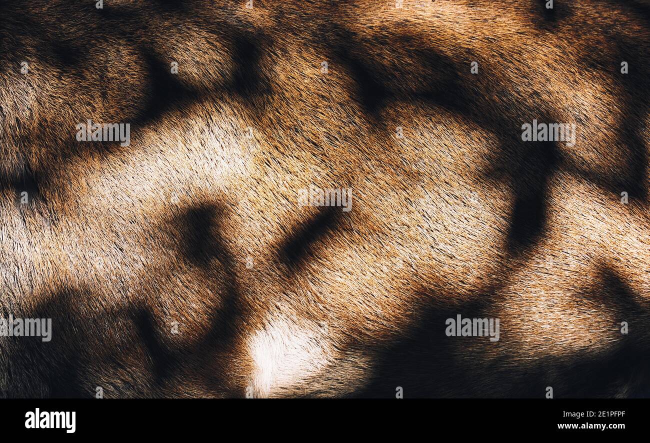 Sun and shadows forming pattern on fur hair skin of deer. Concept of ...