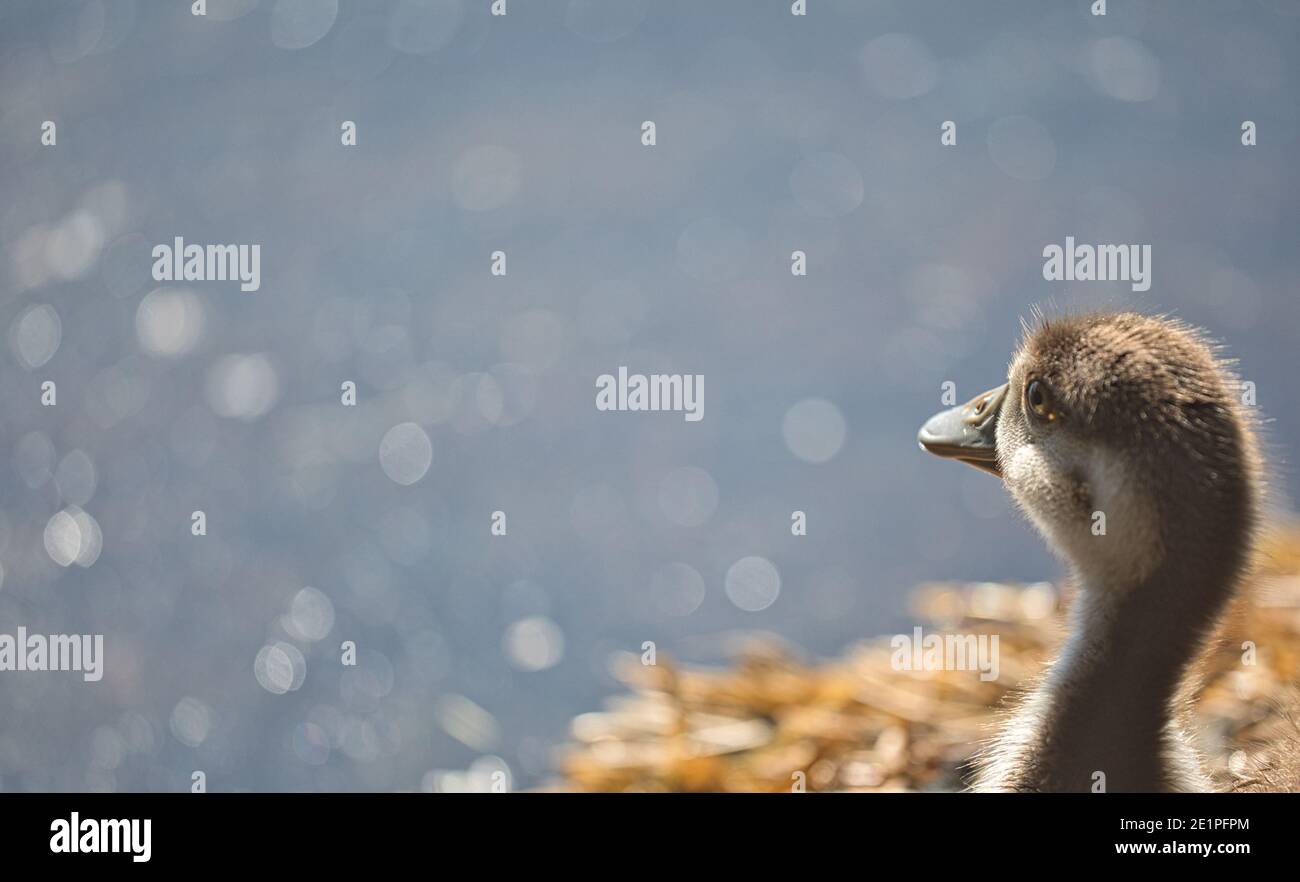 Focus on head and neck of gosling in sunlight. Concept of innocence, cute, growing, softness Stock Photo