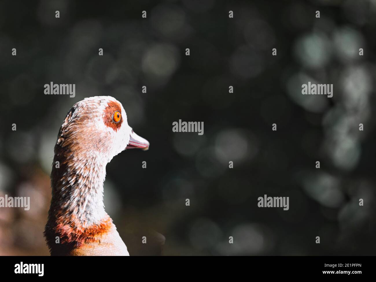 Close up of head of Egyptian Goose (Alopochen Aegyptiaca). Concept of solitude and independence Stock Photo