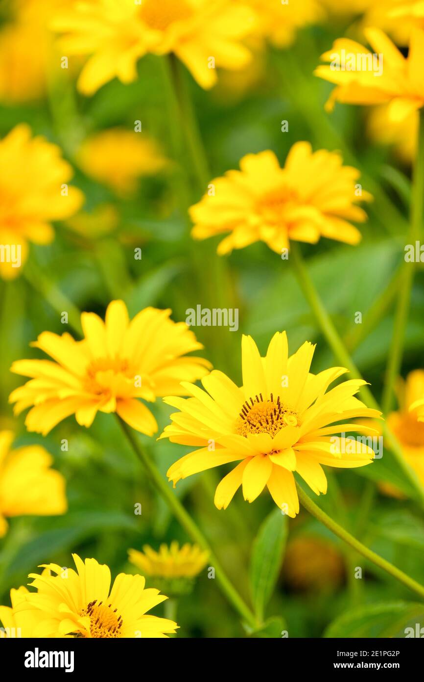 Deep yellow, semi-double flower-heads of Heliopsis helianthoides var. scabra 'Waterperry Gold'. North American ox-eye 'Waterperry Gold' Stock Photo