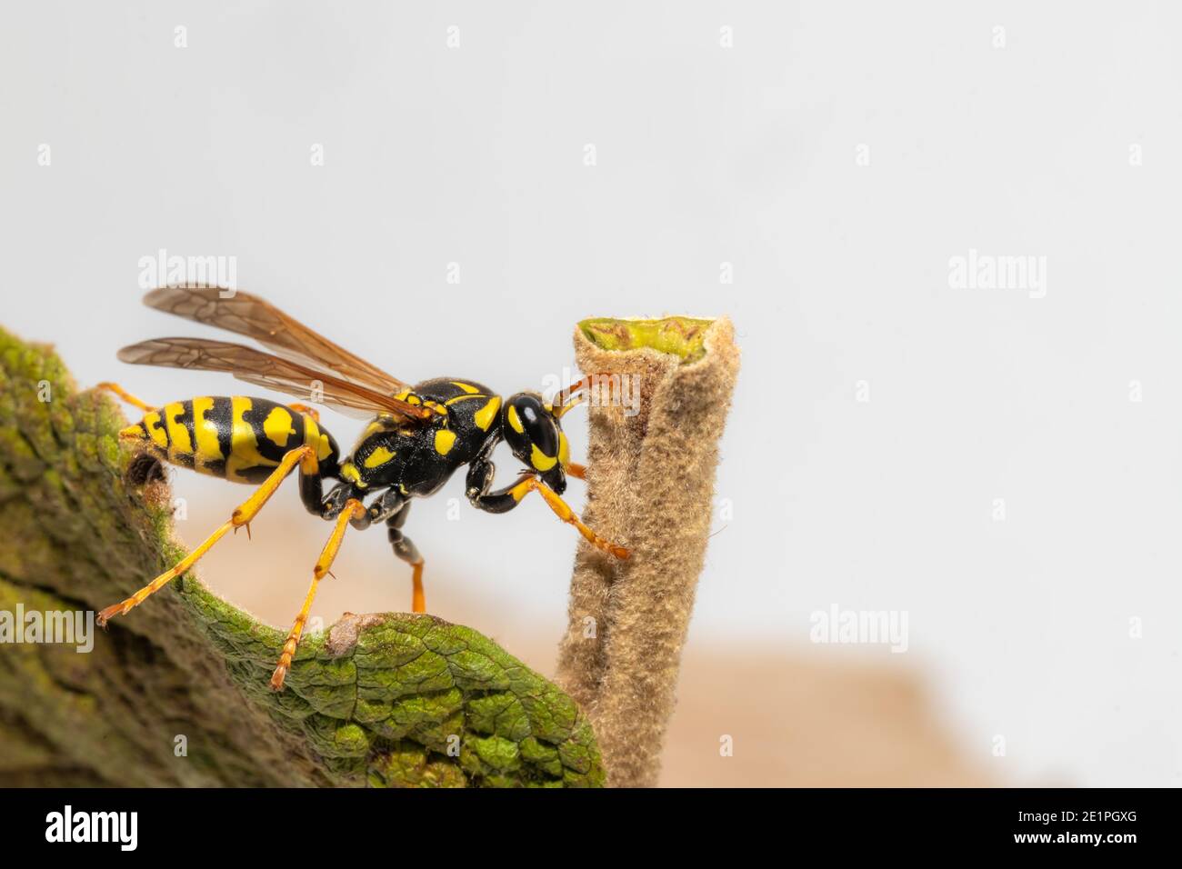Side view of a crawling field wasp on the leaf margin with copy-space ...