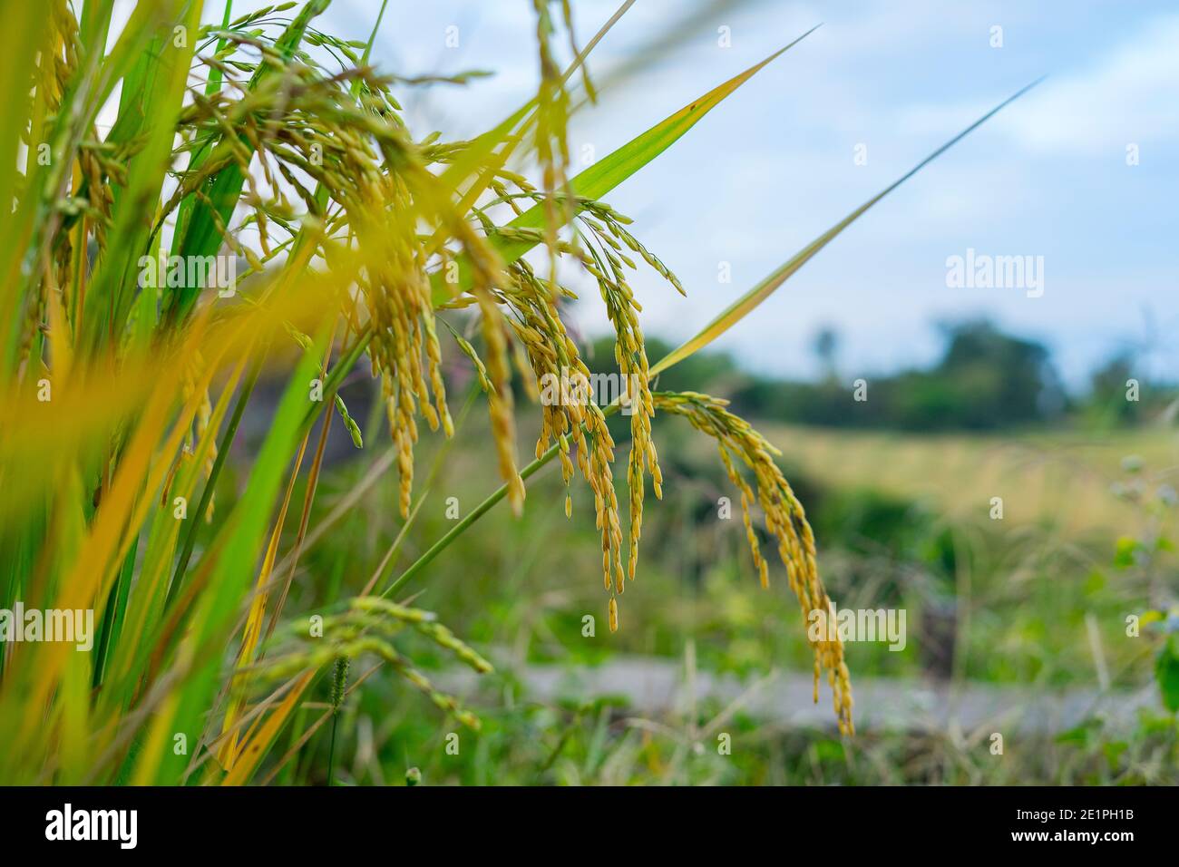 ear-of-paddy-rice-a-grain-that-is-the-most-important-food-crop-of-the