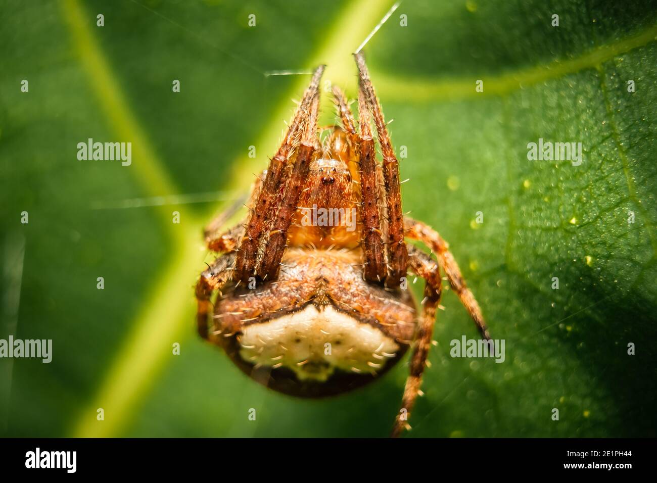 Macro Stock Image - Jumping spider on leaf extreme close up. Macro photo of jumper Spider on green leaf isolated green background. Stock Photo