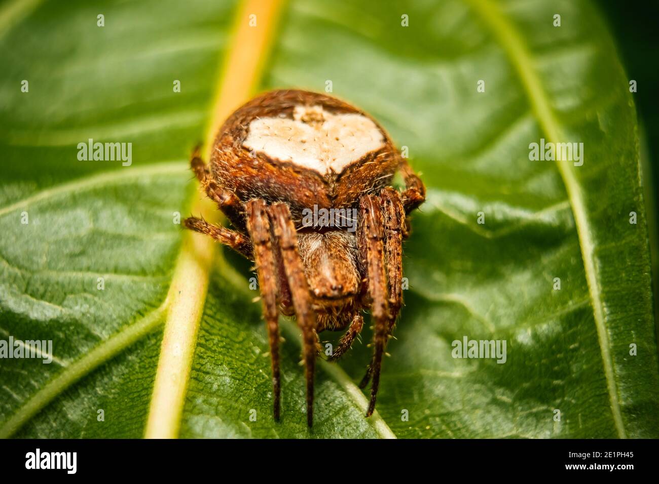 Macro Stock Image - Jumping spider on leaf extreme close up. Macro photo of jumper Spider on green leaf isolated green background. Stock Photo