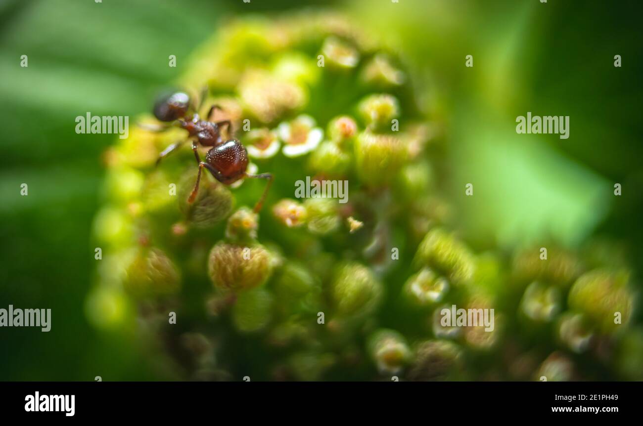 Macro Stock Image Small Red Fire Ants Eating on the leafs with