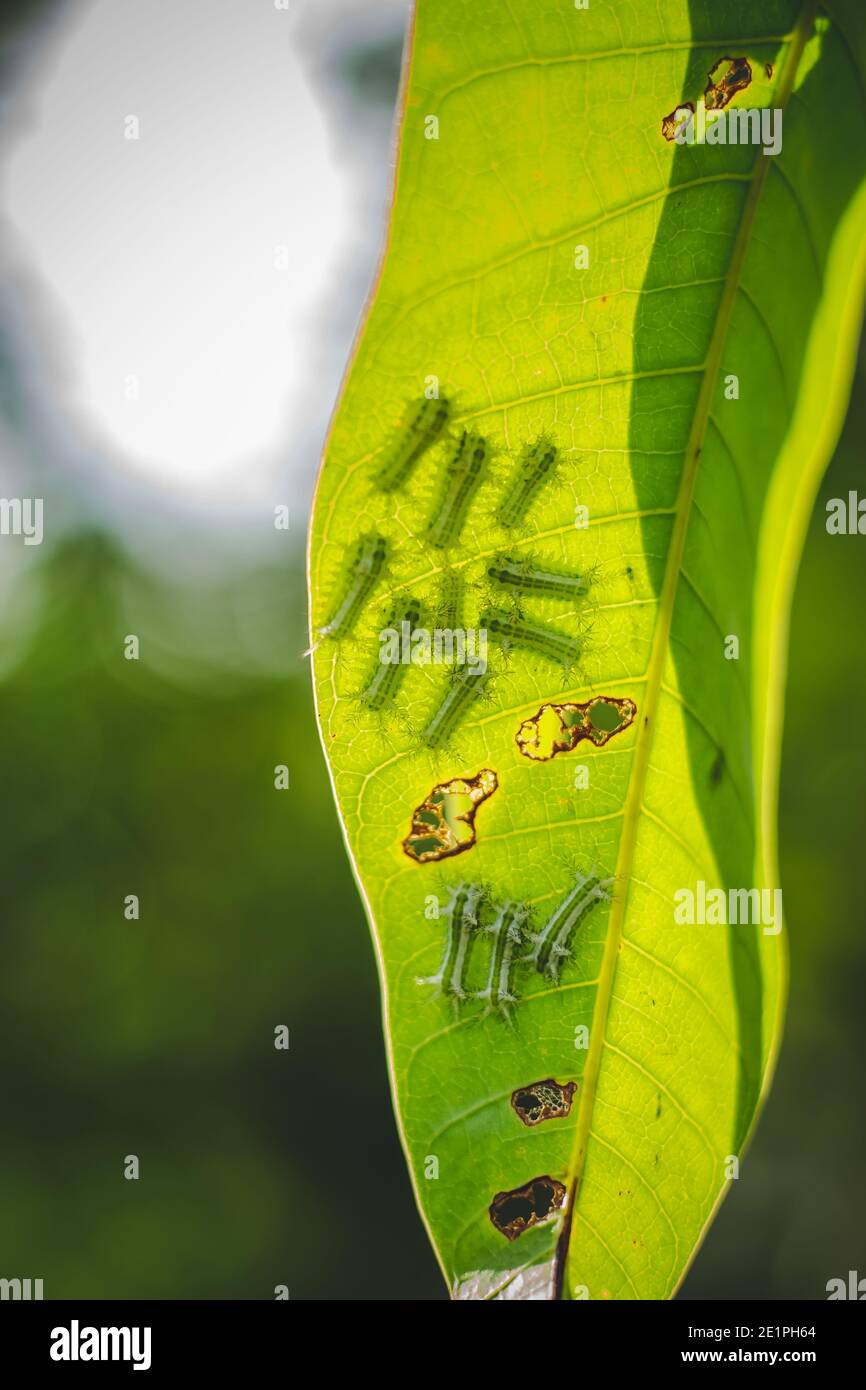 The Group Of Baby Worm Moth Caterpillars On Green Mango Tree Leaf With
