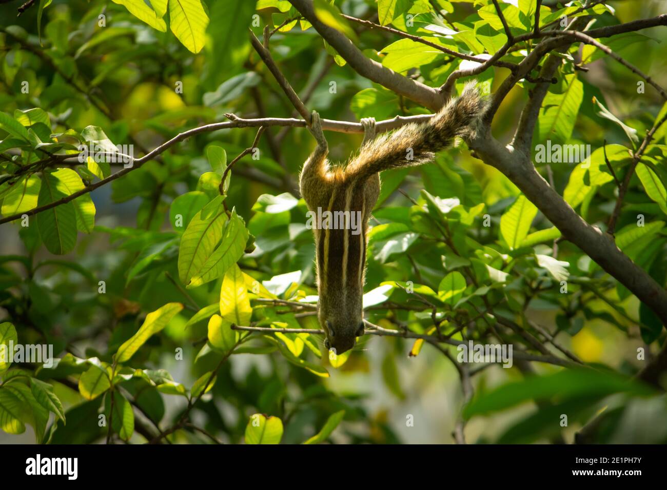 Squirrel Hanging and Eating Guava Fruit in Guava Tree. Cute Indian Palm