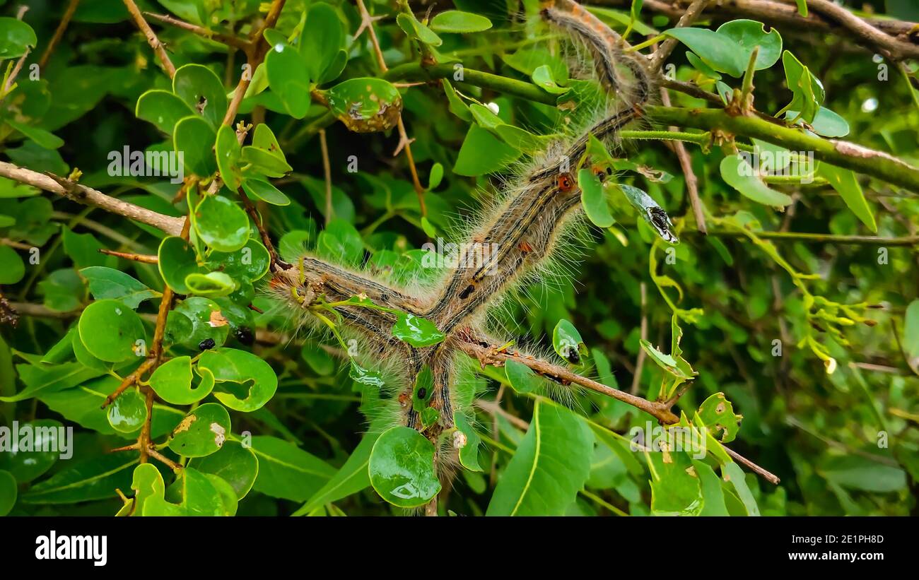 The Group Of Caterpillars On Green Tree Leaf. Caterpillar Babies Colony